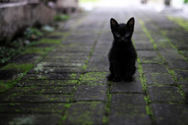 黒猫,夢,宝くじ,当たる